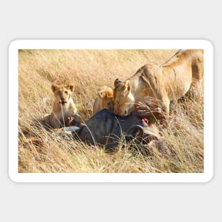 Lioness  & her Cubs at a Wildebeest Kill, Maasai Mara, Kenya Sticker